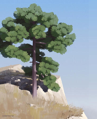 Pine Tree
