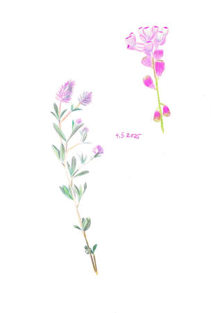 Wild Flowers