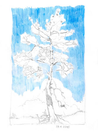 Sketch